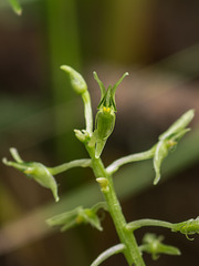 Malaxis abieticola (Arizona Adder's-mouth orchid)