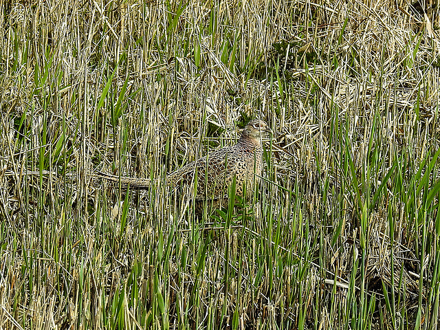 20170406 0110CPw [D~MS] Fasan (Phasianus colchicus) [w], Rieselfelder, Münster