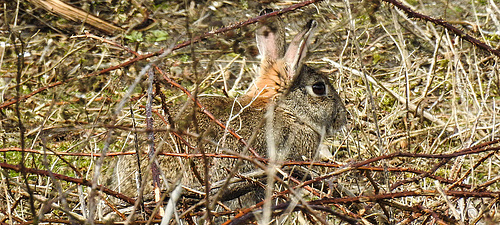 20180404 3501CPw [D~AUR] Wildkaninchen (Oryctolagus cuniculus), Norderney