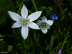 Fleurs des champs  ornithogale