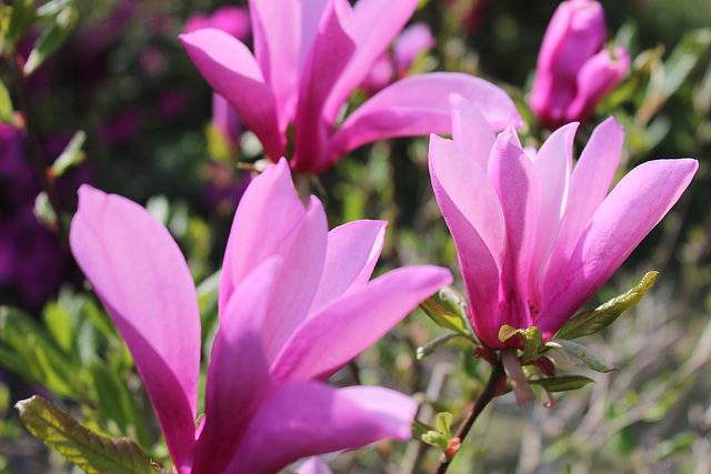 Spring color in the yard!!  Japanese Magnolia.... 3-2020