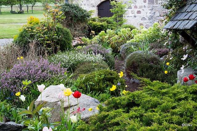 May Courtyard garden colours