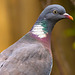 Woodpigeon