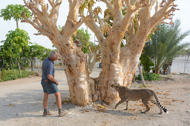 Namibia, Invitation to Climb the Tree