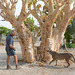 Namibia, Invitation to Climb the Tree