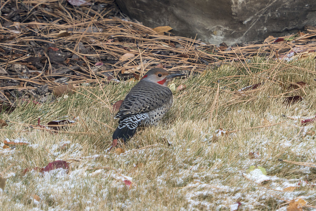 Northern Flicker