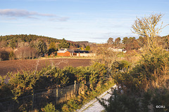 The Old Steading