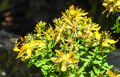 20200623 9006CPw [D~LIP] Erdhummel, Johanniskraut (Hypericum perforatum), Bad Salzuflen