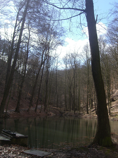 Weiher im Wald