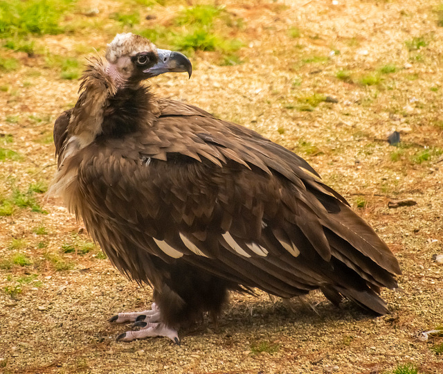 European vulture