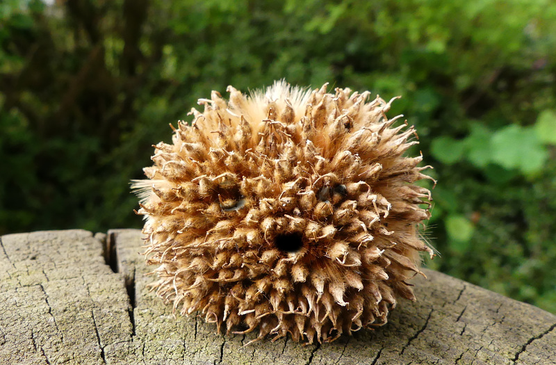 Igel?