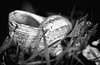Das Schneckenhaus hat seinen Mieter verloren :))  The snail shell has lost its tenant :))  La coquille d'escargot a perdu son locataire :))