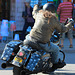 EOS 90D Peter Harriman 16 49 18 18023 biker dpp