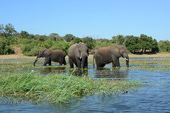 Botswana, Three Elephants in the Wetlands of Chobe National Park