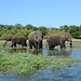 Botswana, Three Elephants in the Wetlands of Chobe National Park