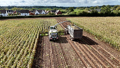 Harvesting the corn