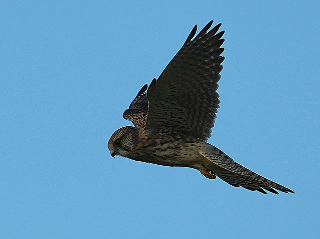 Falke im Flug