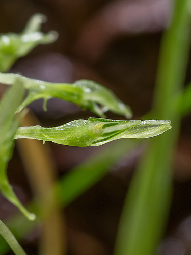 Malaxis abieticola (Arizona Adder's-mouth orchid)