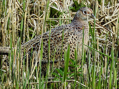 20170406 0111CPw [D~MS] Fasan (Phasianus colchicus) [w], Rieselfelder, Münster