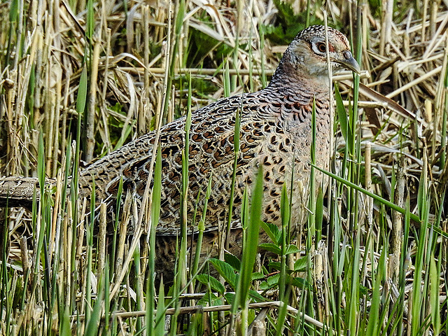 20170406 0111CPw [D~MS] Fasan (Phasianus colchicus) [w], Rieselfelder, Münster