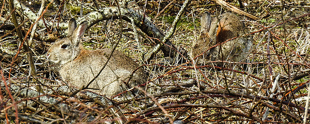 20180404 3502CPw [D~AUR] Wildkaninchen (Oryctolagus cuniculus), Norderney