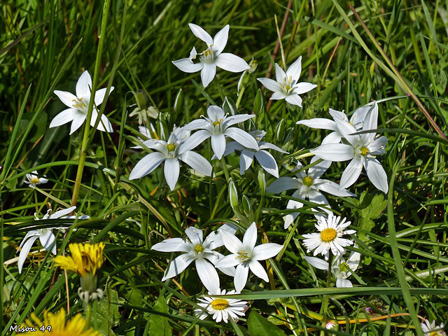 Fleurs des champs  ornithogale