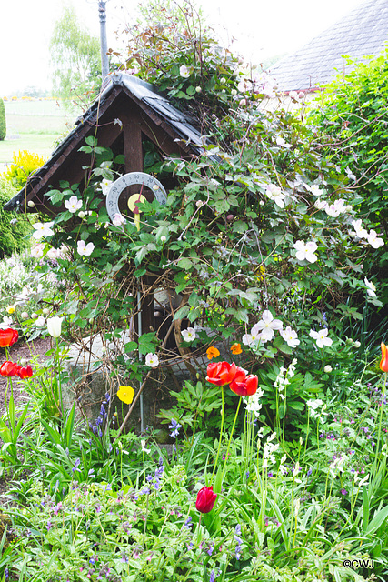 May Courtyard garden colours