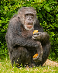 Chimp