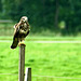 Bussard am Straßenrand