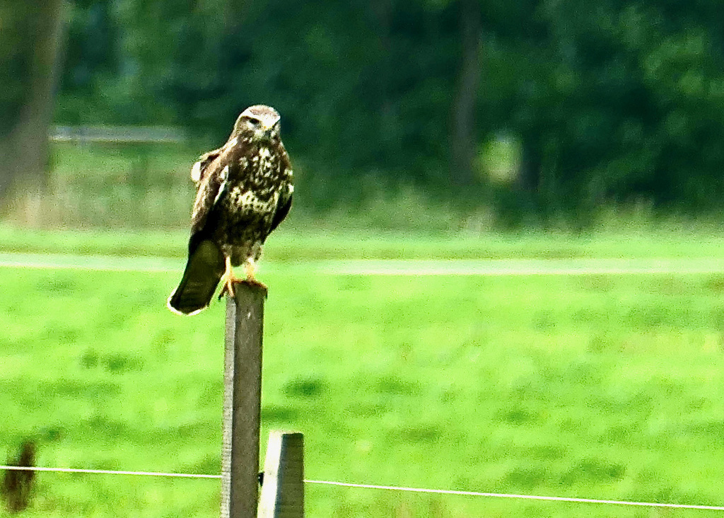 Bussard am Straßenrand