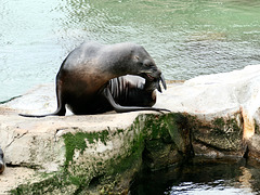 Seehund im Zoo am Meer