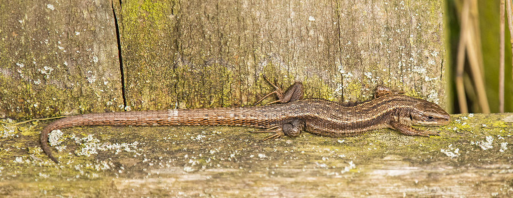 Common lizard