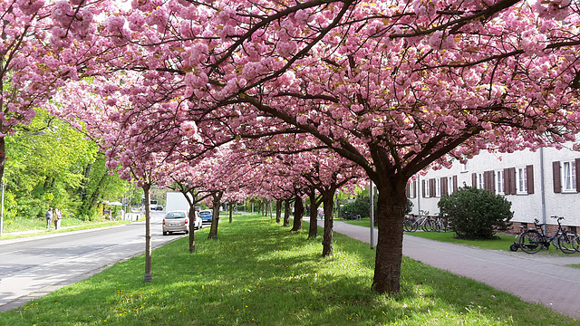 Kirschblüte