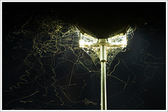 Insects (fox in the lamp post)