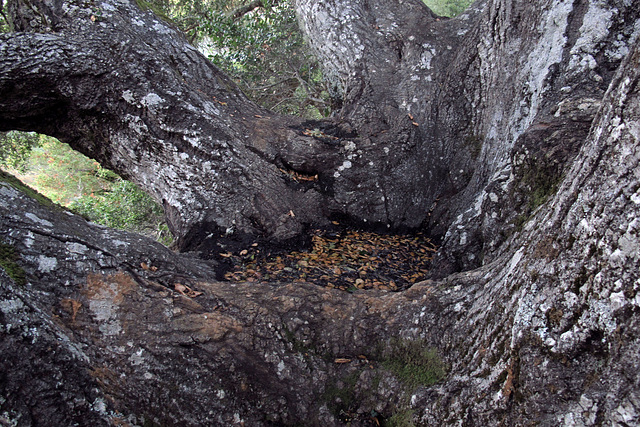 Grandmother Oak (1331)