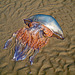 Barrel Jellyfish New Brighton 15th Aug 2016