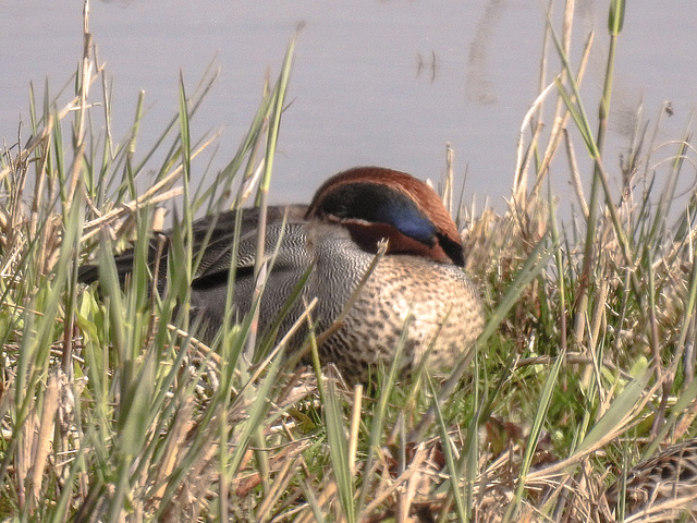 20170406 0112CPw [D~MS] Krikente (Anas erecca),  Rieselfelder, Münster