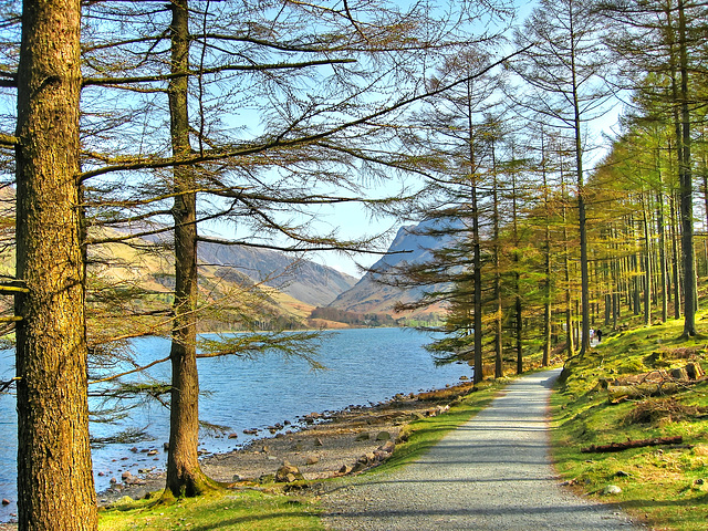 Buttemere through the larch, Cumbria