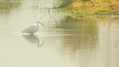 Egret in the Mist