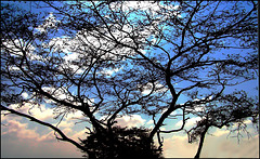 Ṣalāla : Unico grande albero sulle alture della città