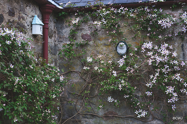 May Courtyard garden colours