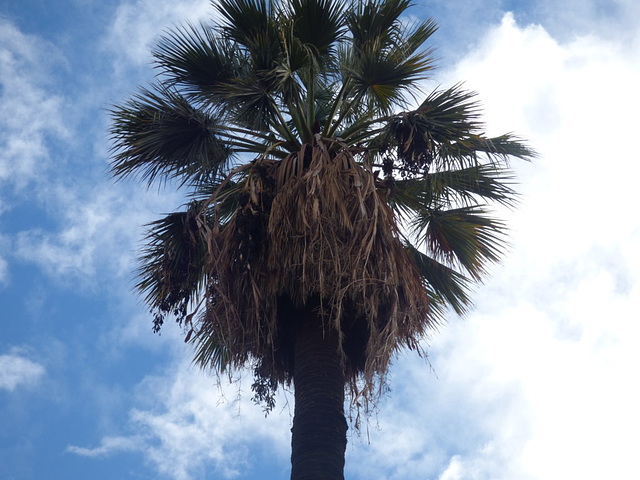 Gran palmera de mi barrio en Santiago