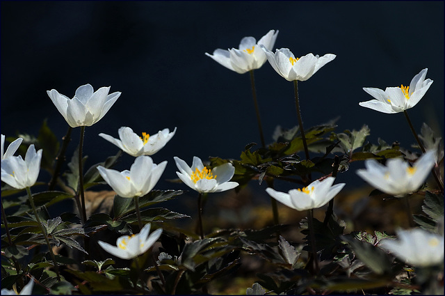 Wo die Anemonen wohnen