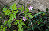 20200601 7832CPw [D~LIP] Ruprechts Storchsschnabel (Geranium robertianum) [Ruprechtskraut] [Stinkender Storchschnabel], Bad Salzuflen