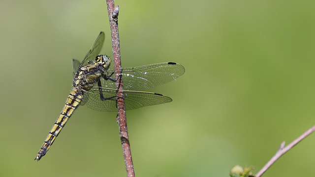 Madame Orthetrum réticulé