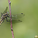 Madame Orthetrum réticulé