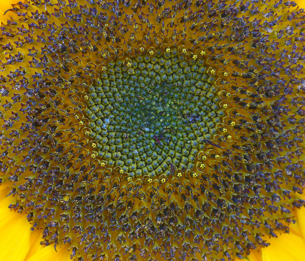 Sonnenblume (2)