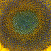 Sonnenblume (2)