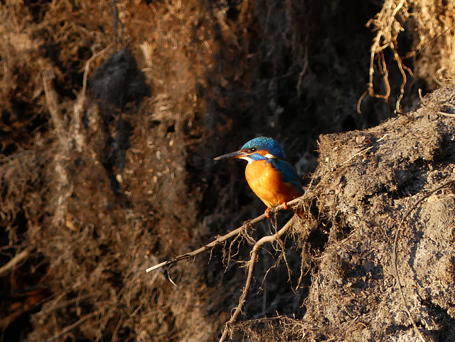 Eisvogel an seiner Bruthöhle (PiP= Animation)