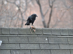 Crow's lunch